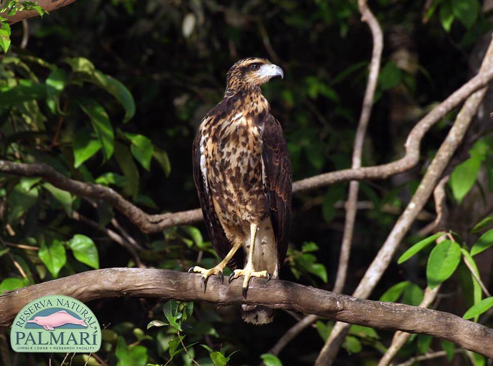 Reserva-Natural-Palmari-Fauna-182