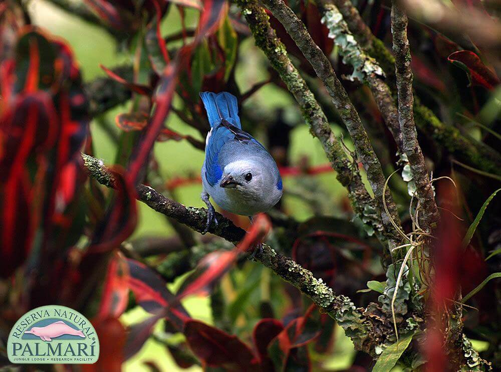 Reserva-Natural-Palmari-Fauna-183