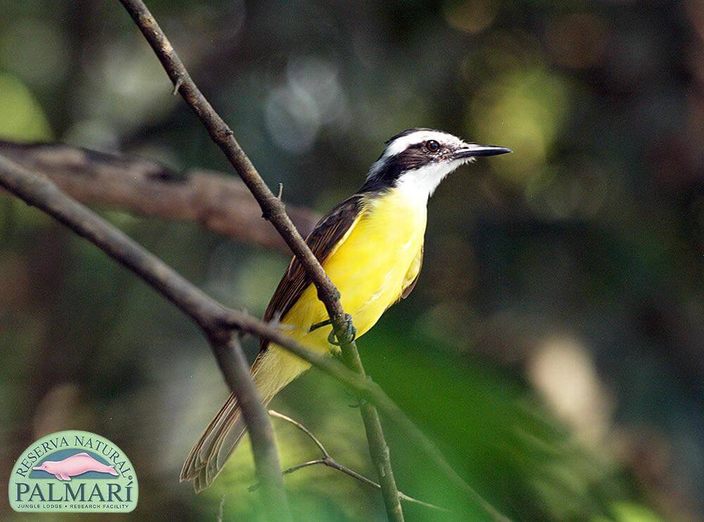 Reserva-Natural-Palmari-Fauna-190