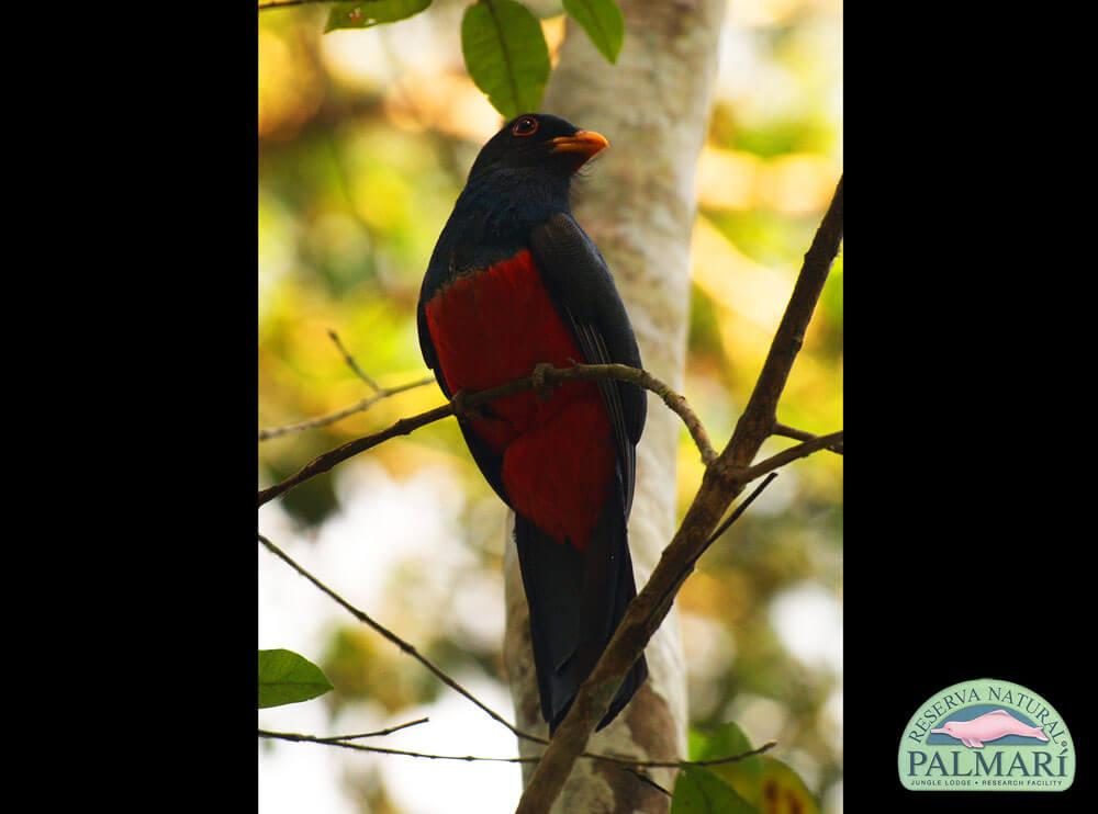 Reserva-Natural-Palmari-Fauna-194