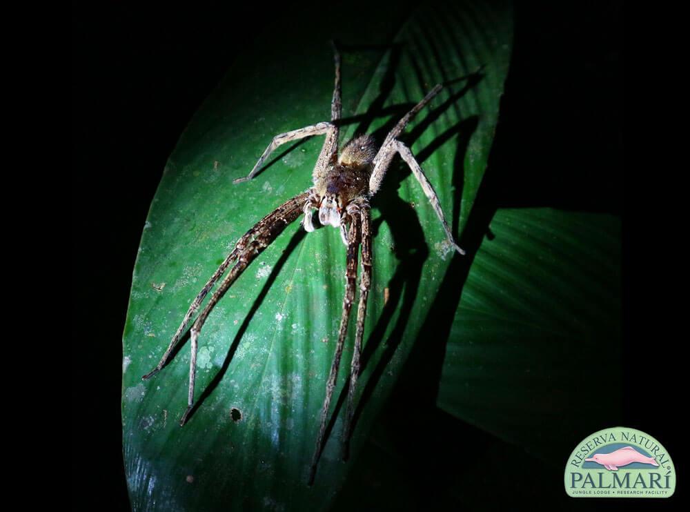 Reserva-Natural-Palmari-Fauna-196