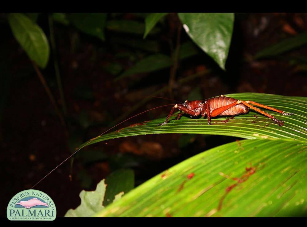 Reserva-Natural-Palmari-Fauna-197