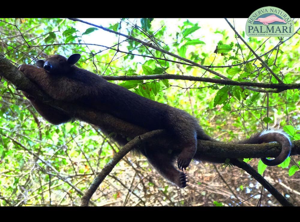 Reserva-Natural-Palmari-Fauna-199