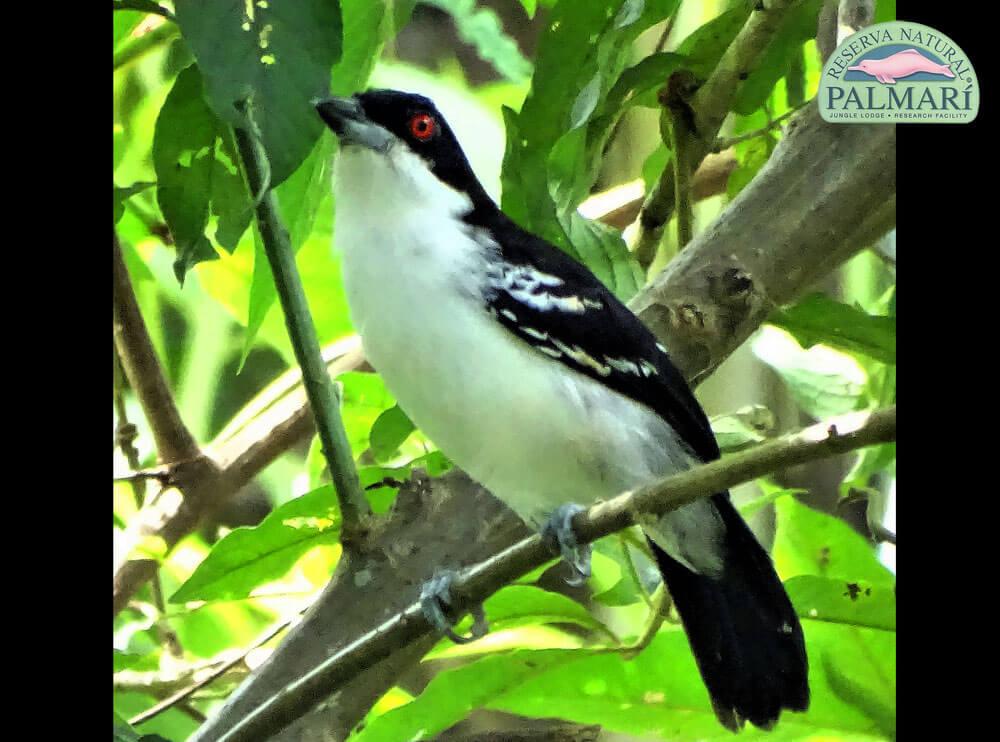 Reserva-Natural-Palmari-Fauna-200