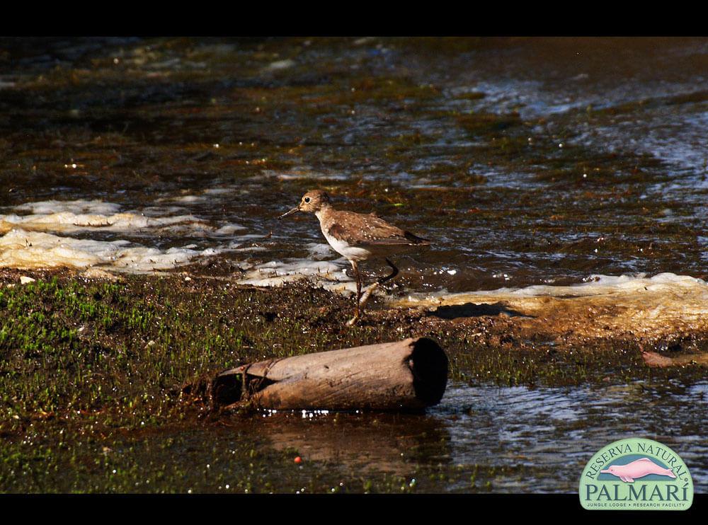 Reserva-Natural-Palmari-Fauna-205