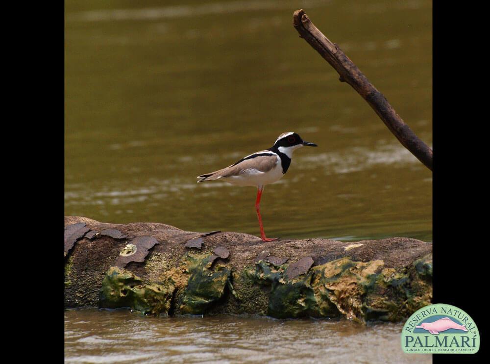 Reserva-Natural-Palmari-Fauna-206