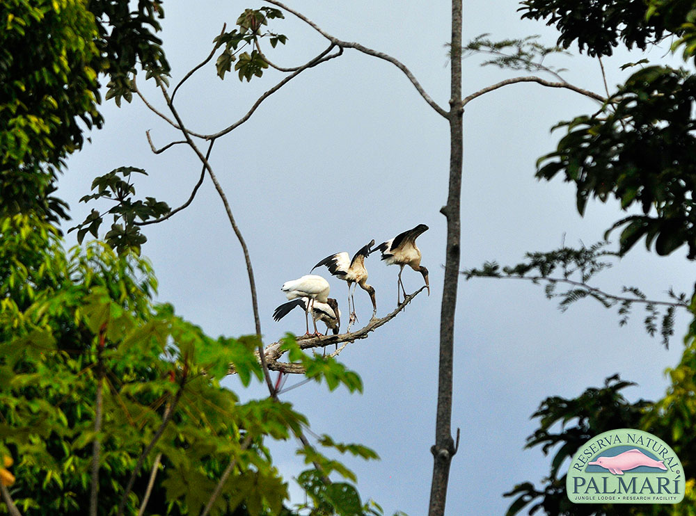 Reserva-Natural-Palmari-Fauna-211