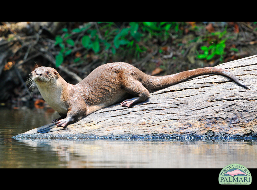 Reserva-Natural-Palmari-Fauna-215