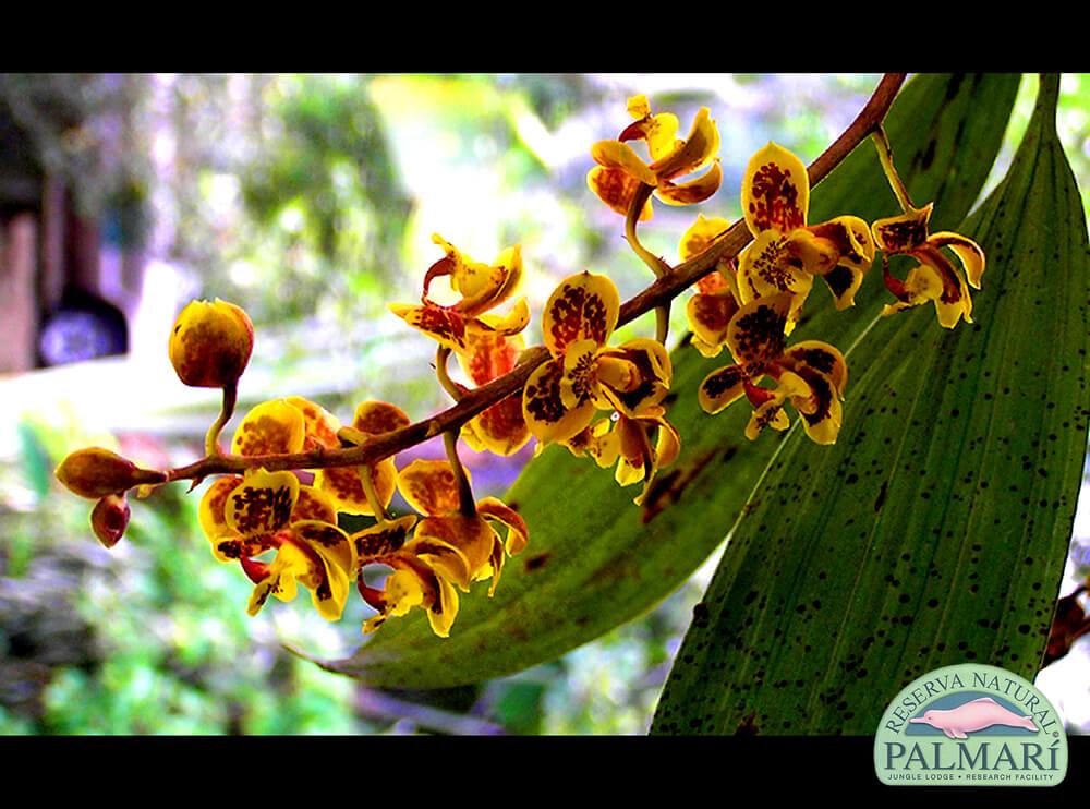 Reserva-Natural-Palmari-Flora-12