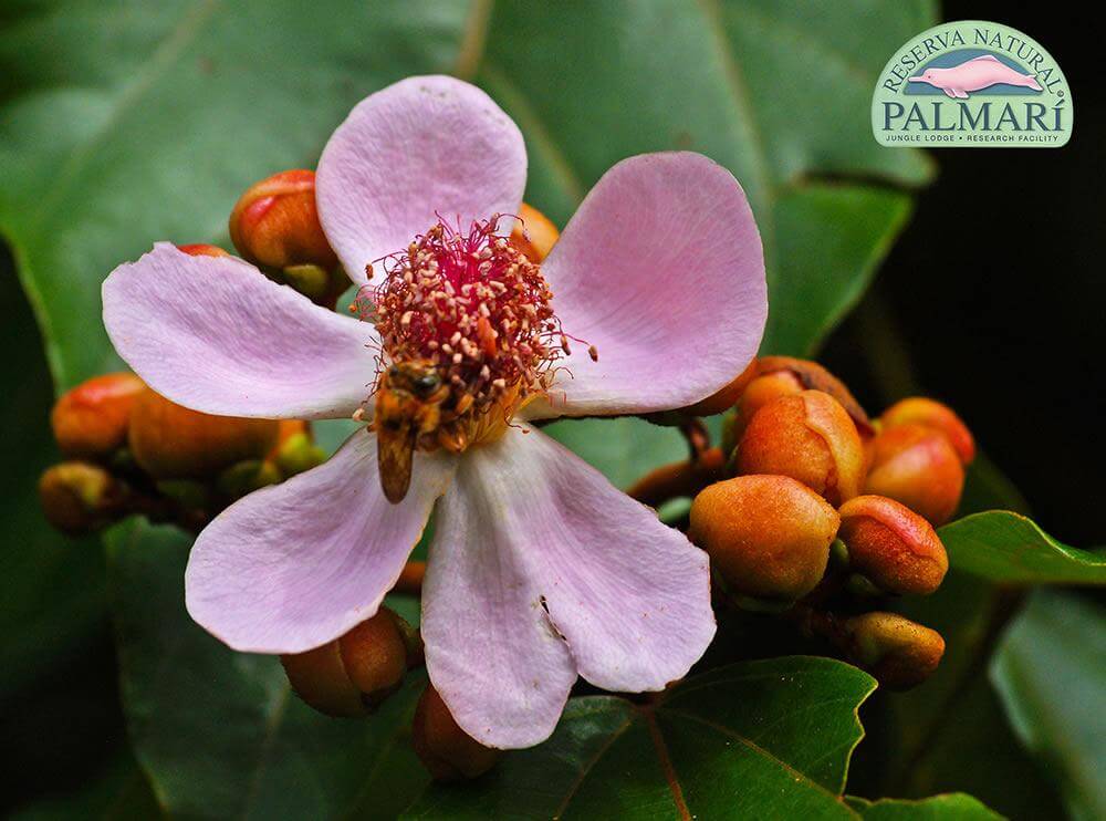 Reserva-Natural-Palmari-Flora-25