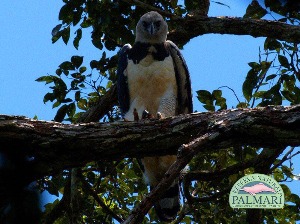 Harpy-Eagle-Harpia-harpyja-Reserva-Natural-Palmari-01