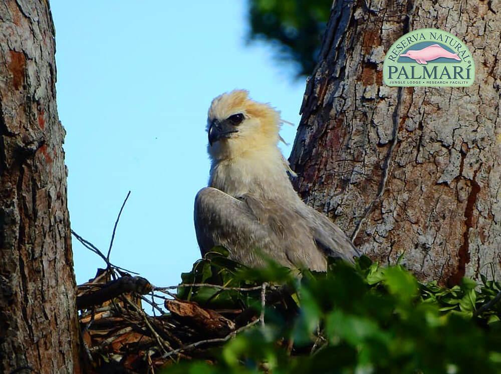 Harpy-Eagle-Harpia-harpyja-Reserva-Natural-Palmari-03