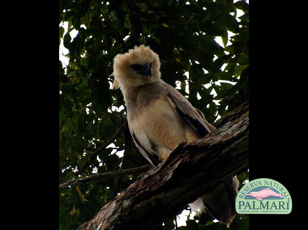 Harpy-Eagle-Harpia-harpyja-Reserva-Natural-Palmari-04