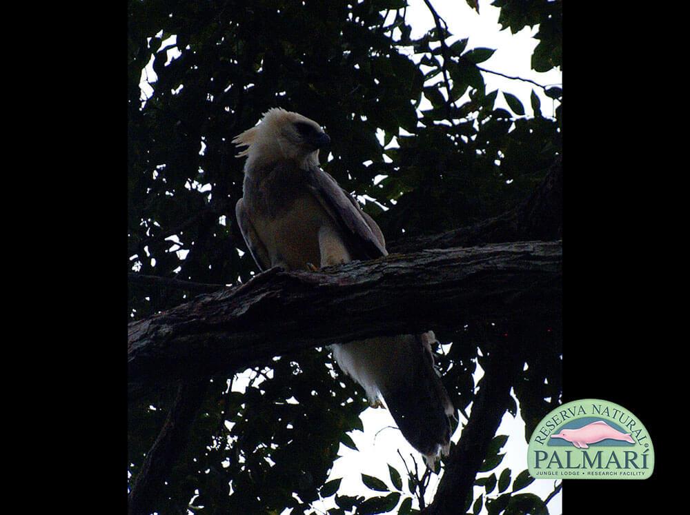 Harpy-Eagle-Harpia-harpyja-Reserva-Natural-Palmari-06