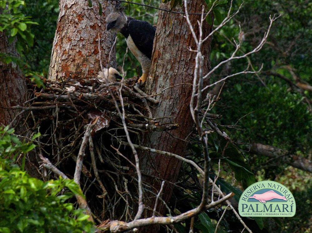 Harpy-Eagle-Harpia-harpyja-Reserva-Natural-Palmari-07