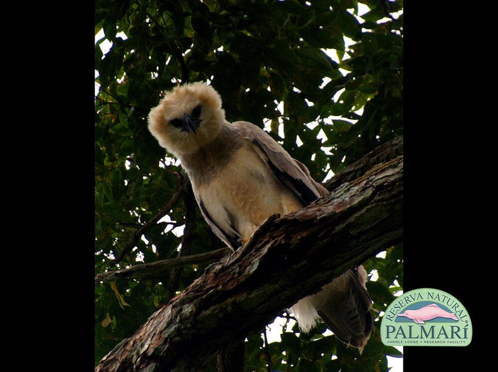 Harpy-Eagle-Harpia-harpyja-Reserva-Natural-Palmari-08