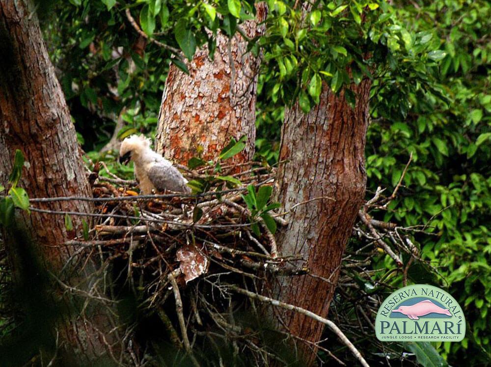 Harpy-Eagle-Harpia-harpyja-Reserva-Natural-Palmari-09