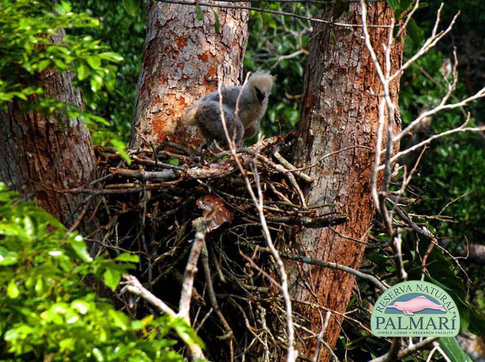 Harpy-Eagle-Harpia-harpyja-Reserva-Natural-Palmari-11