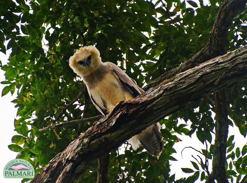 Harpy-Eagle-Harpia-harpyja-Reserva-Natural-Palmari-12