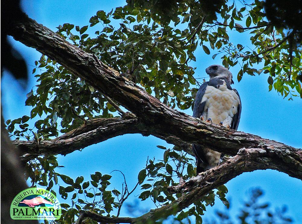 Harpy-Eagle-Harpia-harpyja-Reserva-Natural-Palmari-13