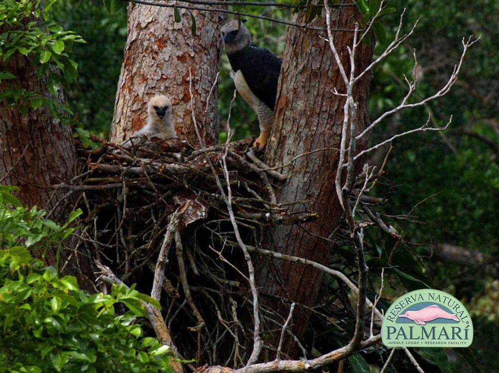 Harpy-Eagle-Harpia-harpyja-Reserva-Natural-Palmari-14