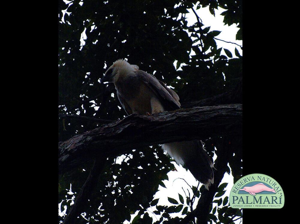 Harpy-Eagle-Harpia-harpyja-Reserva-Natural-Palmari-15