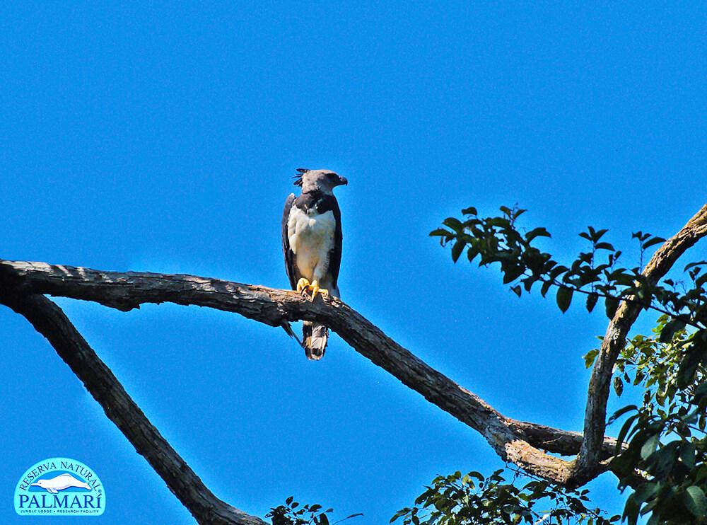 Harpy-Eagle-Harpia-harpyja-Reserva-Natural-Palmari-17
