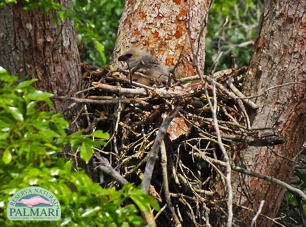 Harpy-Eagle-Harpia-harpyja-Reserva-Natural-Palmari-18