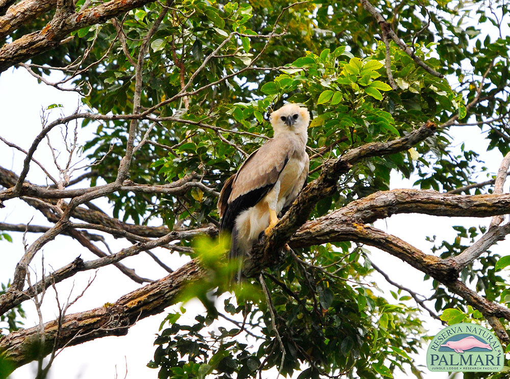 Harpy-Eagle-Harpia-harpyja-Reserva-Natural-Palmari-19