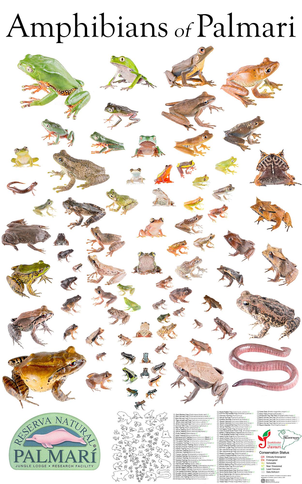 list of toad species