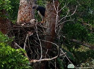 Harpy Eagle N