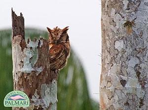 reserva natural palmari birding 049