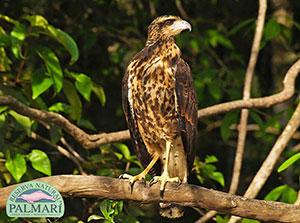reserva natural palmari birding 051