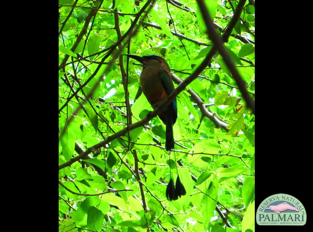 Reserva-Natural-Palmari-Birding-34