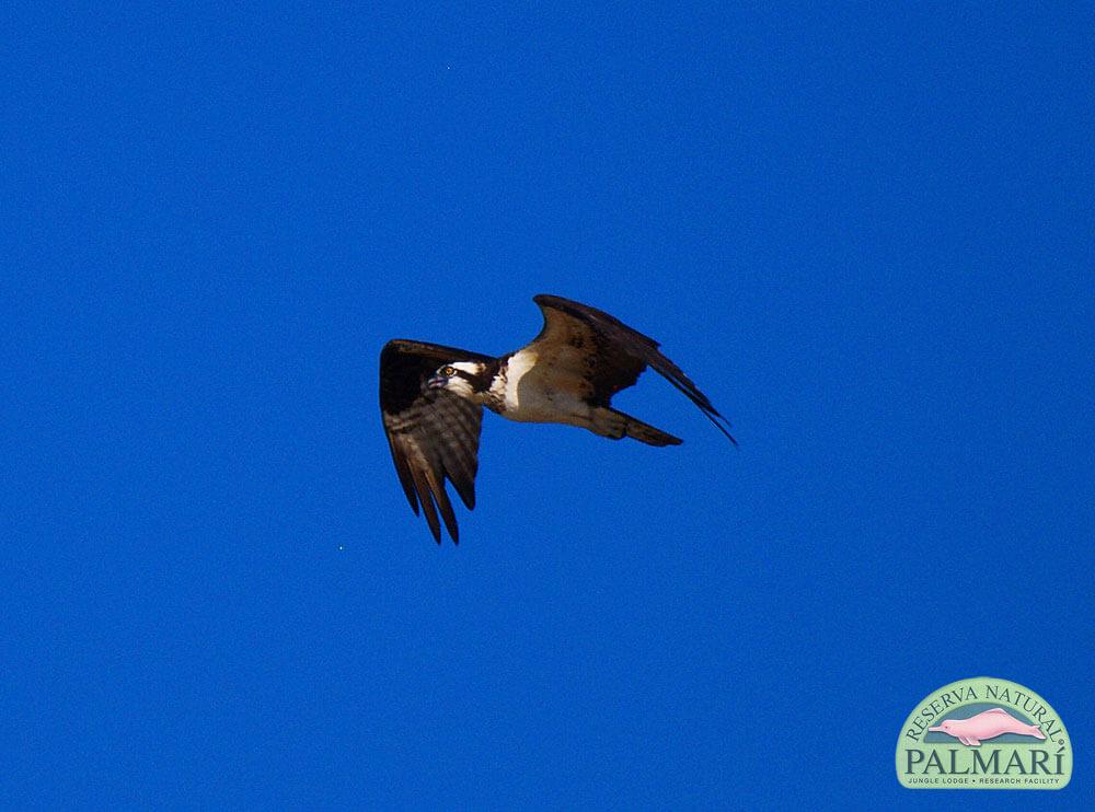 Reserva-Natural-Palmari-Birding-41